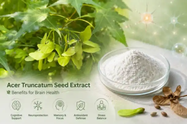 Acer Truncatum Seed Extract Acer Truncatum Seed Extract