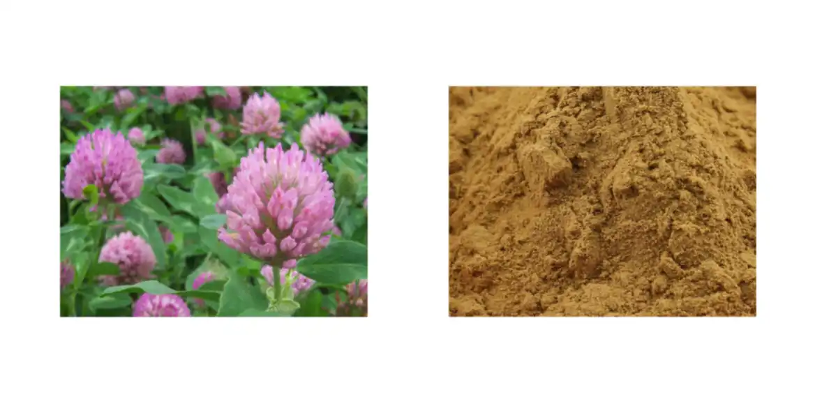 Red Clover Extract Powder Red Clover Extract Powder