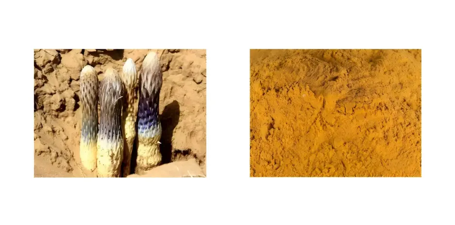 Cistanche Deserticola Extract Cistanche Deserticola Extract