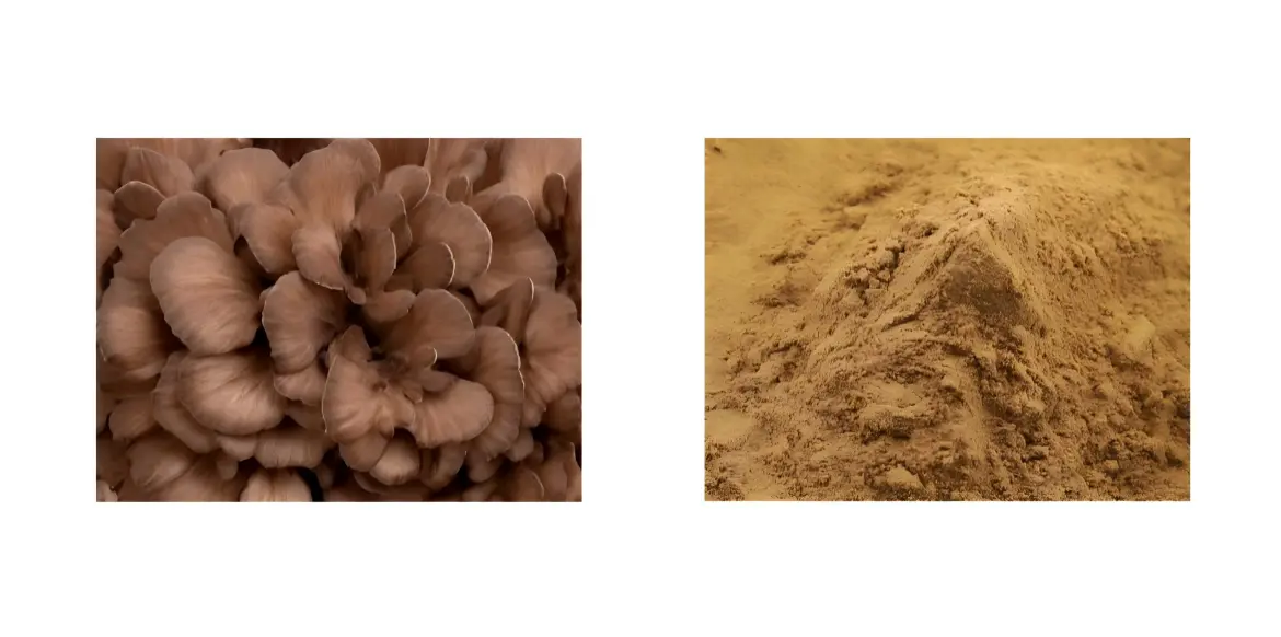 Maitake Mushroom Extract Powder Maitake Mushroom Extract Powder
