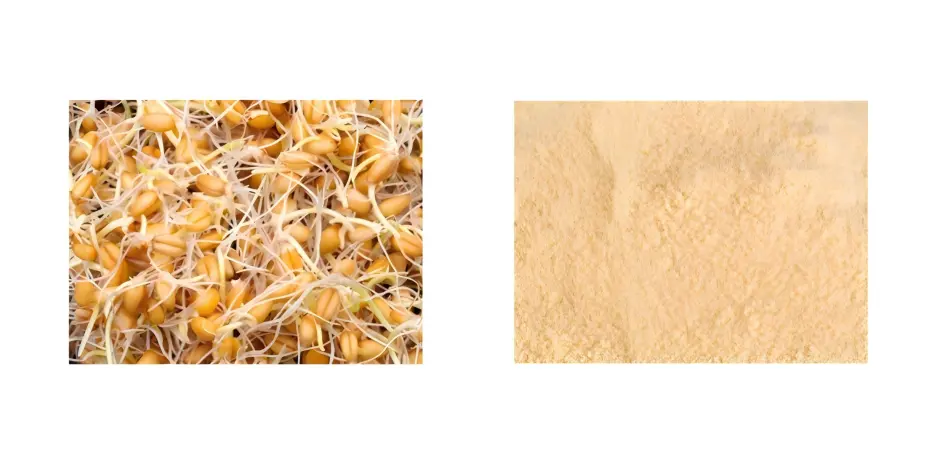 Wheat Germ Extract Wheat Germ Extract