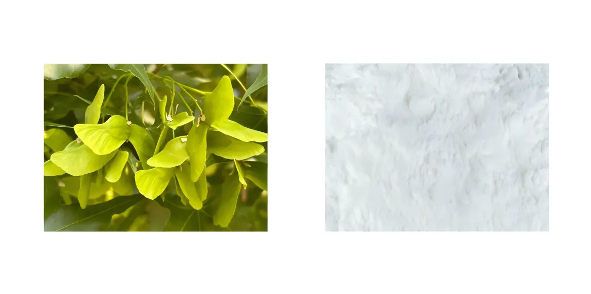 Acer Truncatum Seed Oil Microcapsule Powder Acer Truncatum Seed Oil Microcapsule Powder