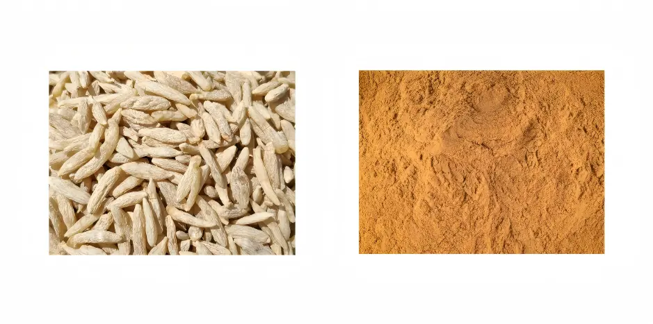 Ophiopogon Japonicus Extract Ophiopogon Japonicus Extract