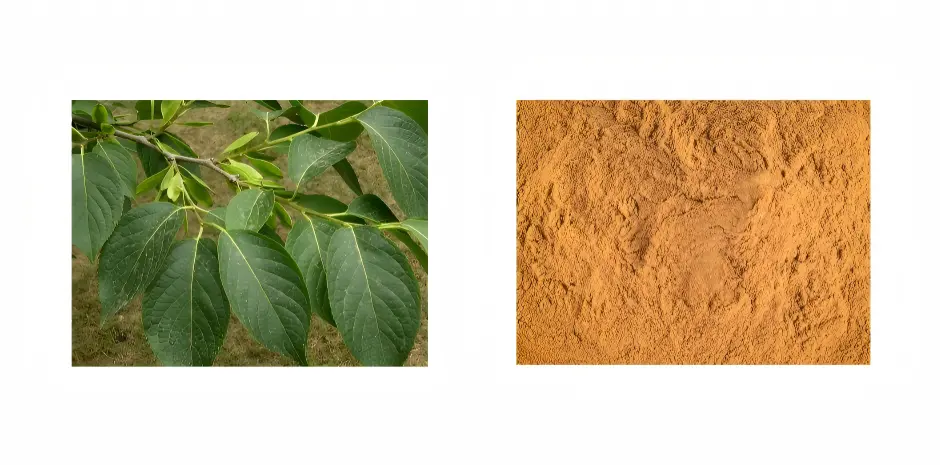Eucommia Bark Leaf Extract Eucommia Bark Leaf Extract