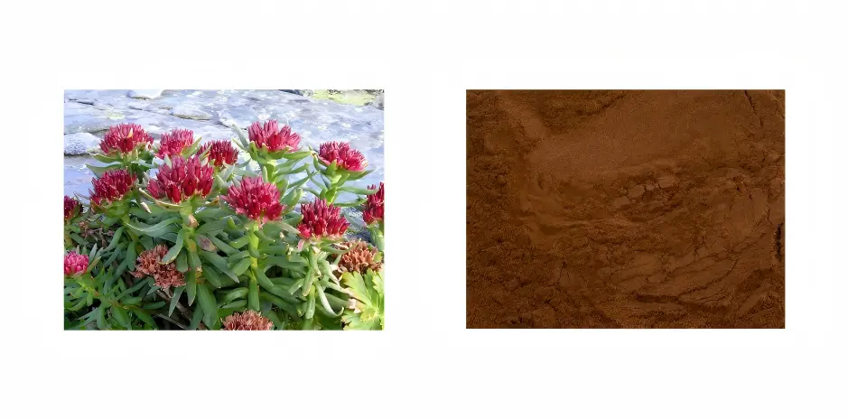 Rhodiola Extract Powder Rhodiola Extract Powder