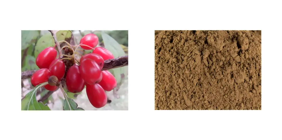 Cornus Officinalis Extract Cornus Officinalis Extract