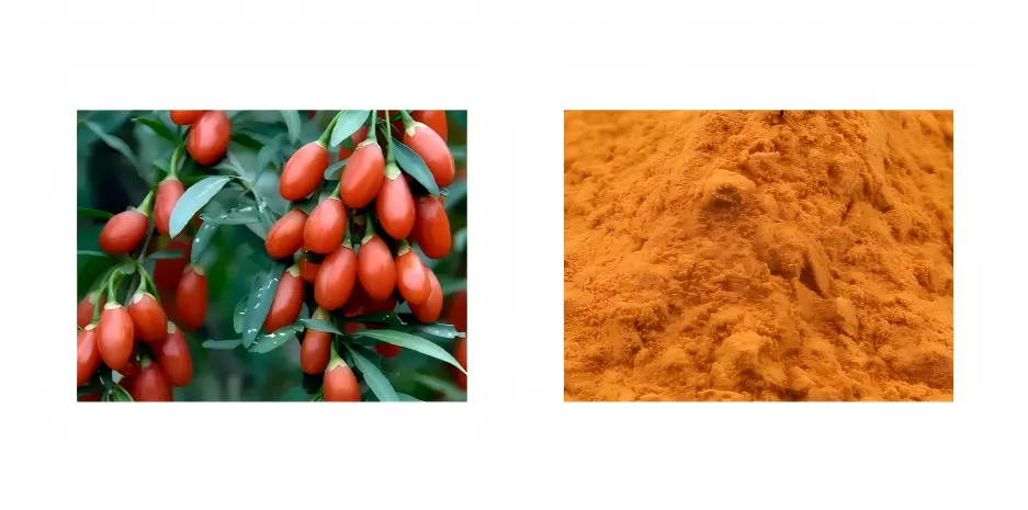 Lycium Barbarum Extract Lycium Barbarum Extract