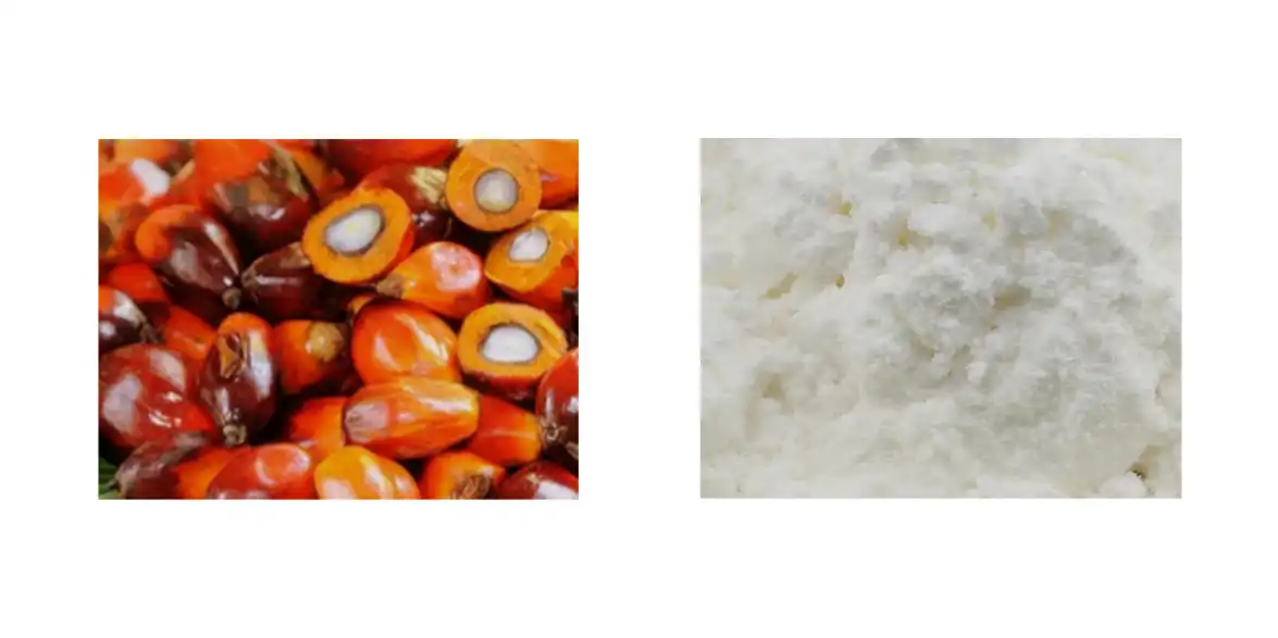 Saw Palmetto Extract Saw Palmetto Extract