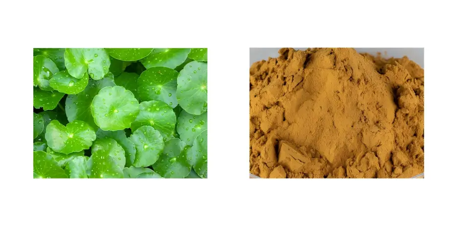 Centella Asiatica Extract Powder Centella Asiatica Extract Powder
