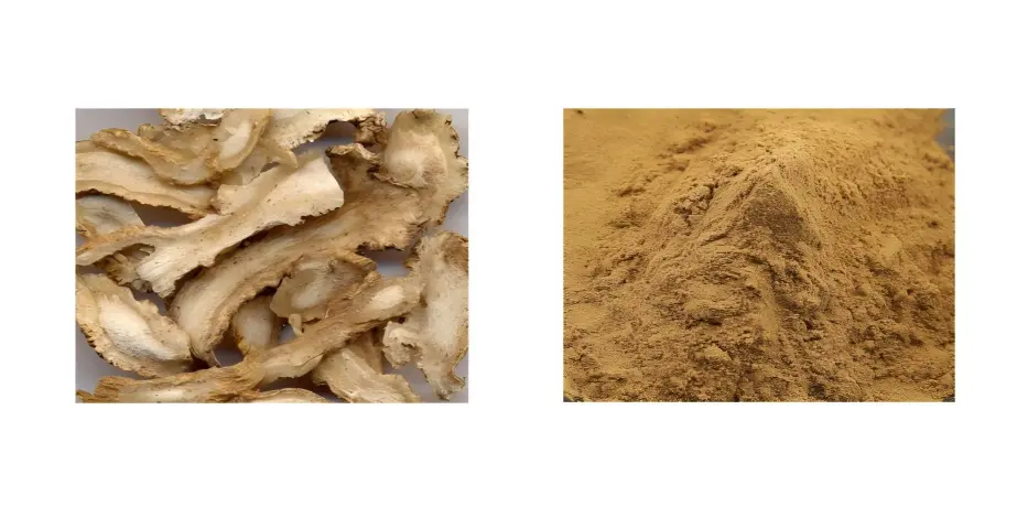 Angelica Extract Powder Angelica Extract Powder