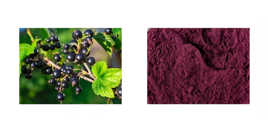 Blackcurrant Extract Blackcurrant Extract