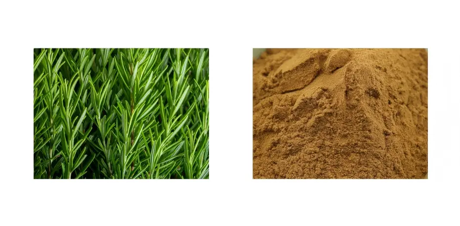 Rosemary Extract Rosemary Extract