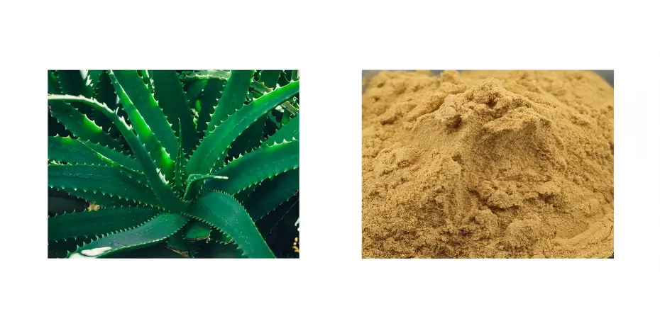 Aloe Vera Extract Aloe Vera Extract