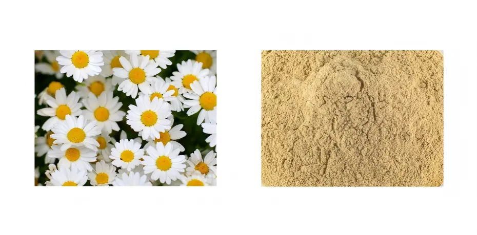 Chamomile Extract Chamomile Extract