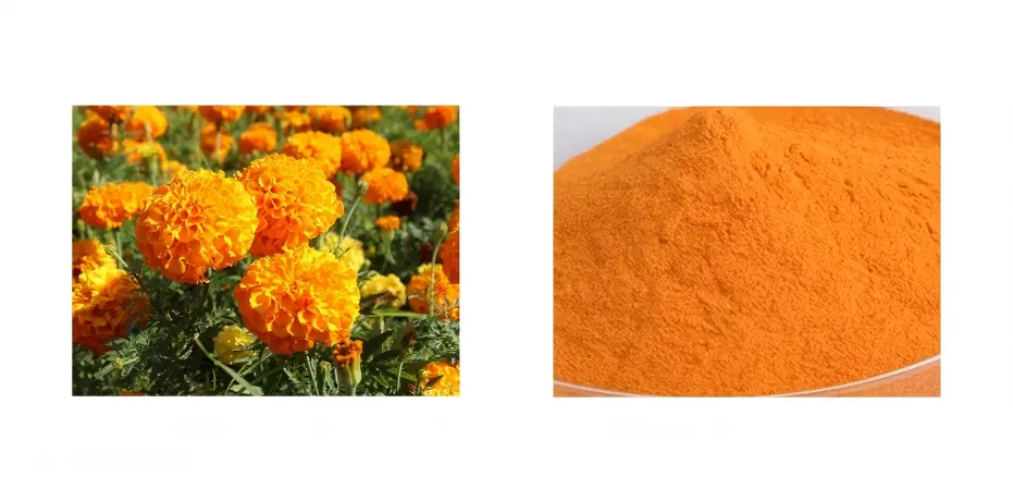 Marigold Extract Powder Marigold Extract Powder