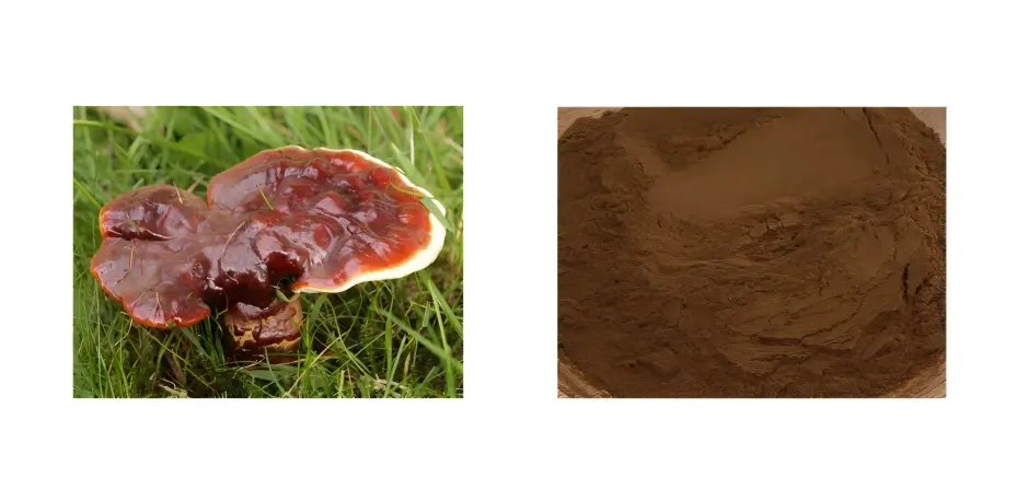 Ganoderma Extract Powder Ganoderma Extract Powder