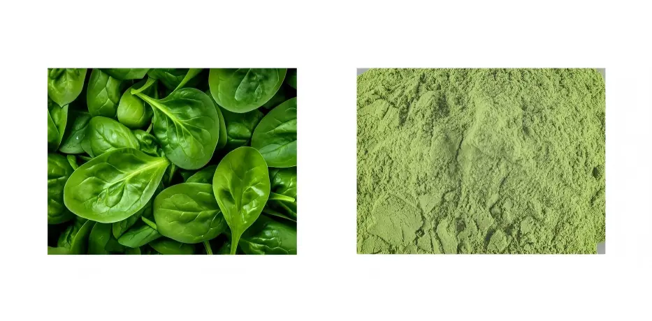 Spinach Powder Spinach Powder
