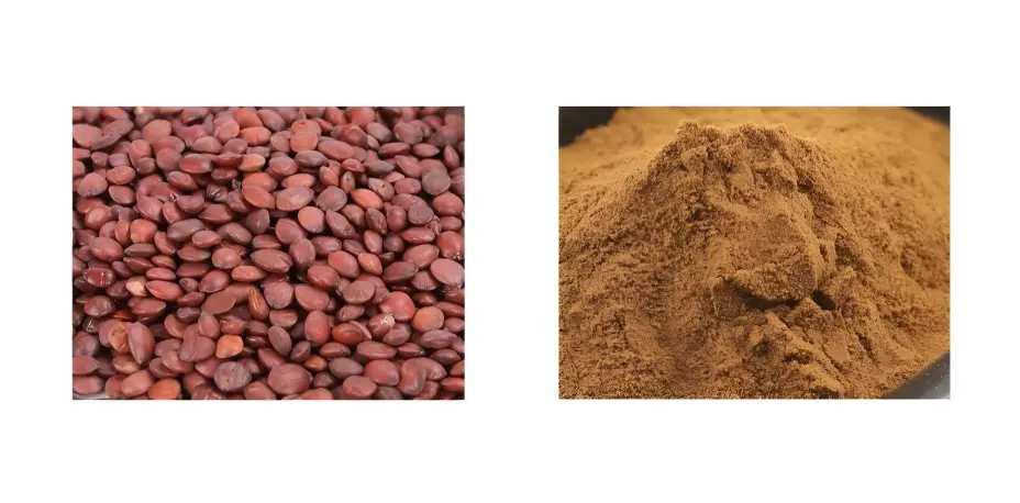Sour Jujube Seed Extract Sour Jujube Seed Extract