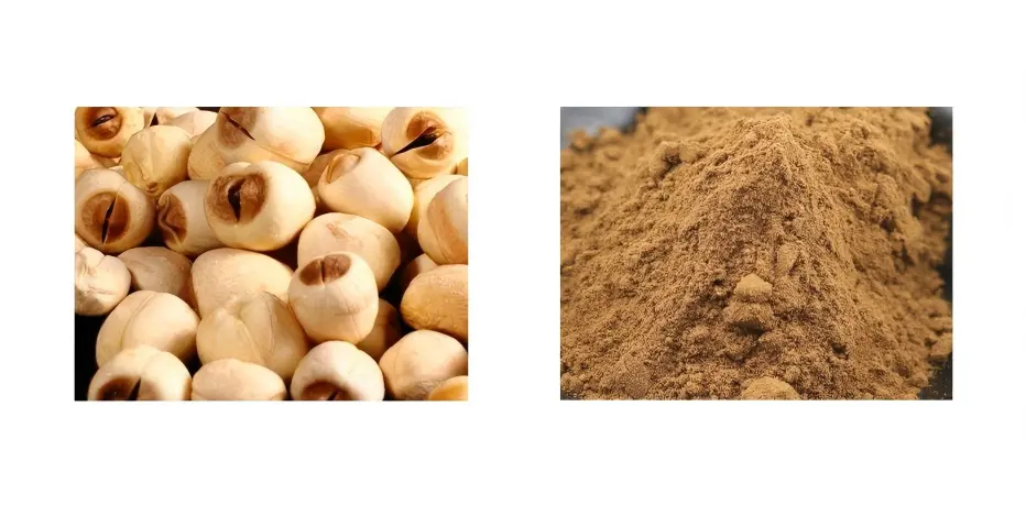 Lotus Seed Extract Lotus Seed Extract