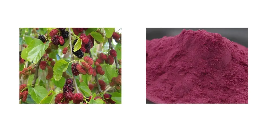 Mulberry Fruit Extract Mulberry Fruit Extract