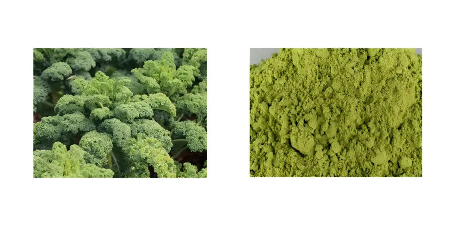 Kale Powder Kale Powder