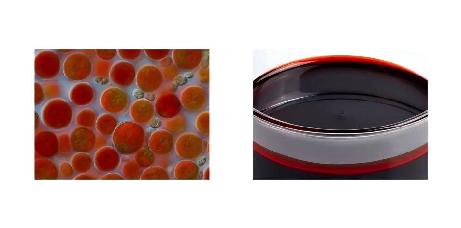 Haematococcus Pluvialis Oil Haematococcus Pluvialis Oil