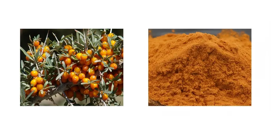 Sea Buckthorn Powder Sea Buckthorn Powder
