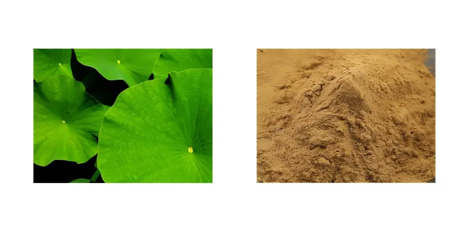 Lotus Leaf Extract Lotus Leaf Extract
