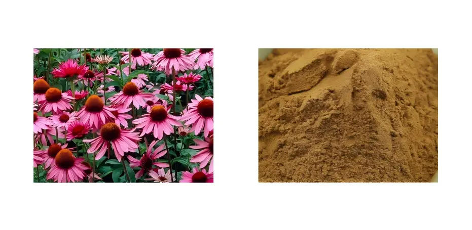 Echinacea Extract Echinacea Extract