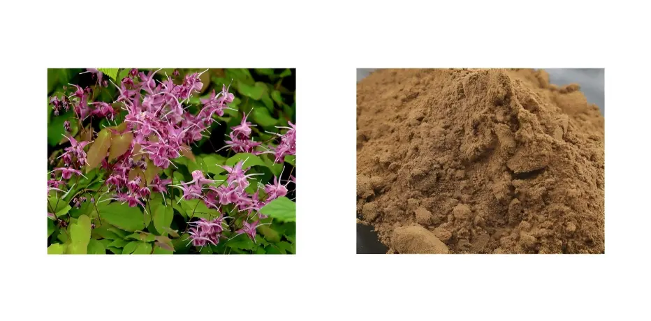 Epimedium Extract Powder Epimedium Extract Powder