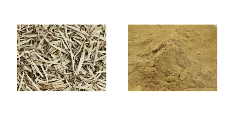 White Tea Extract White Tea Extract