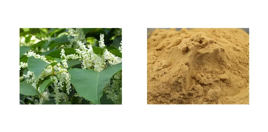 Polygonum Cuspidatum Extract Powder Polygonum Cuspidatum Extract Powder