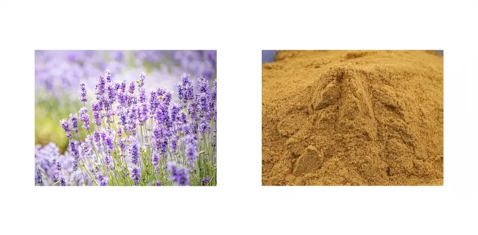 Lavender Extract Lavender Extract