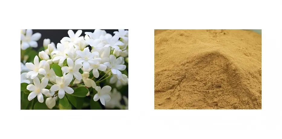 Jasmine Flower Extract Jasmine Flower Extract