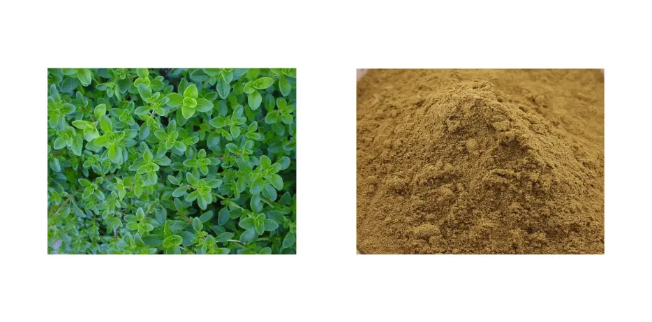 Thyme Extract Thyme Extract