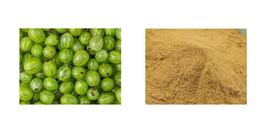 Gooseberry Extract Gooseberry Extract