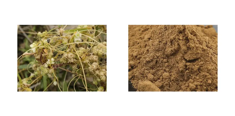 Cuscuta Seed Extract Cuscuta Seed Extract