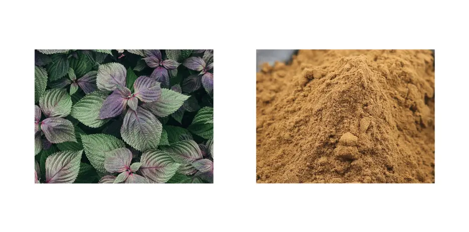 Perilla Leaf Extract Perilla Leaf Extract