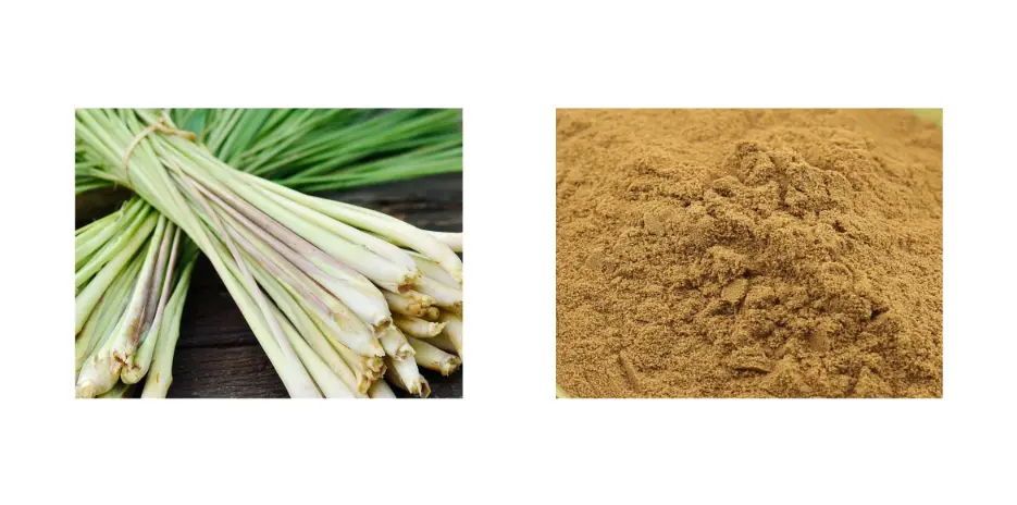 Lemongrass Extract Lemongrass Extract