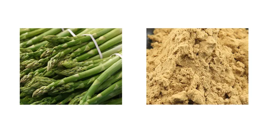 Asparagus Extract Asparagus Extract