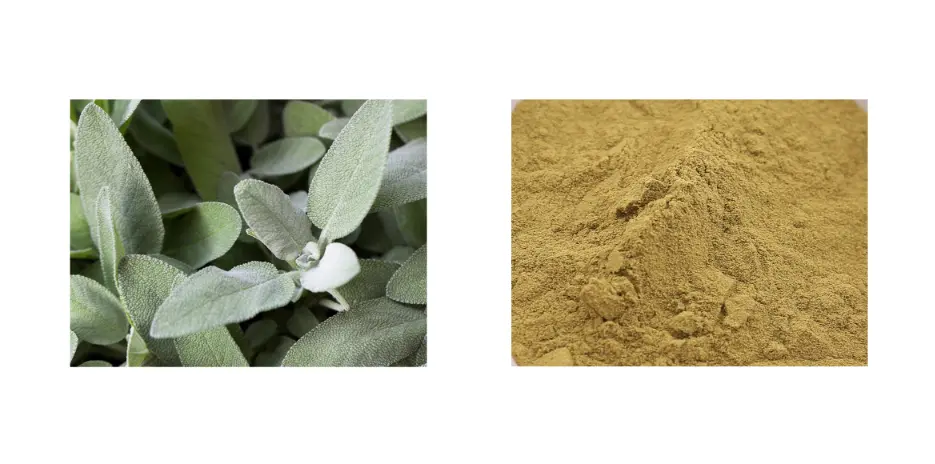 Sage Extract Sage Extract