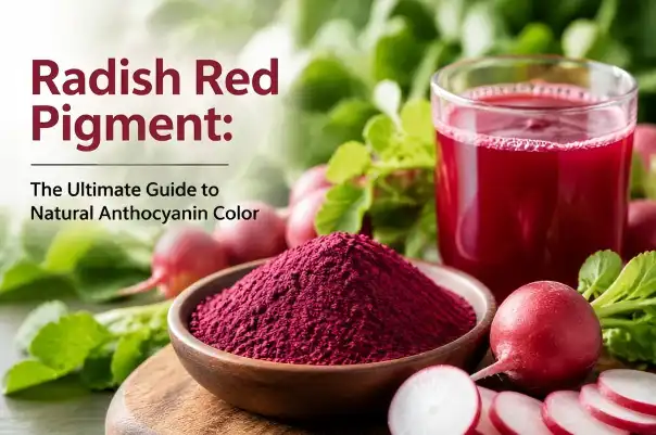 Cov Xim Liab Radish: Phau Ntawv Qhia Txog Xim Anthocyanin Ntuj
