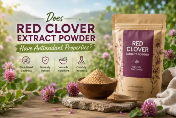 Does Red Clover Extract Powder Have Antioxidant Properties?